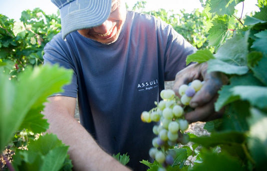 Vendemmia Assuli
