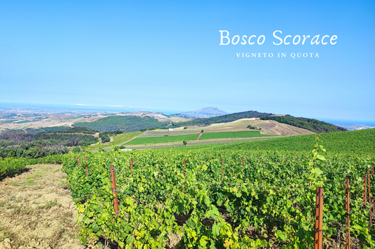Nuovo vigneto in quota Bosco Scorace