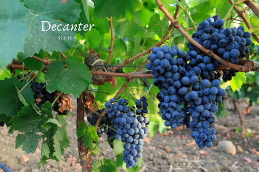 Perricone da provare secondo Decanter