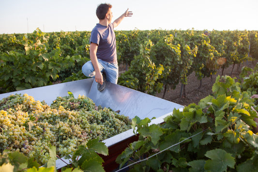 I nostri cento giorni di vendemmia