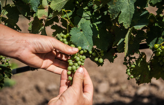 Perduti e ritrovati, la sfida dei vigneti riscoperti