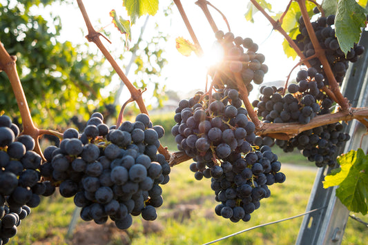 Il “Distretto del Vino di Sicilia” e i suoi brand